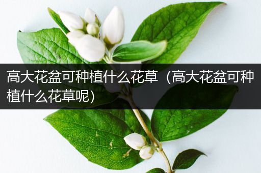 高大花盆可种植什么花草（高大花盆可种植什么花草呢）
