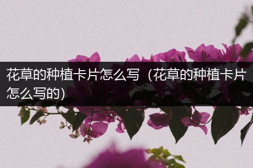 花草的种植卡片怎么写（花草的种植卡片怎么写的）