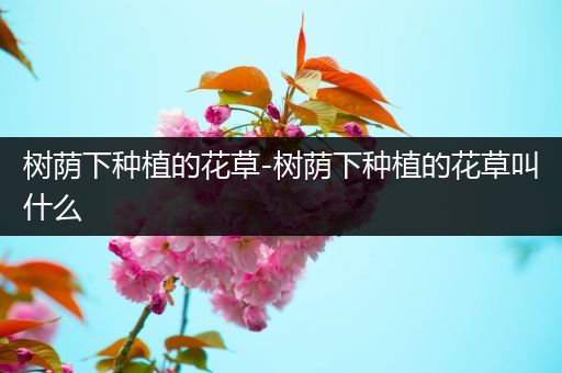 树荫下种植的花草-树荫下种植的花草叫什么