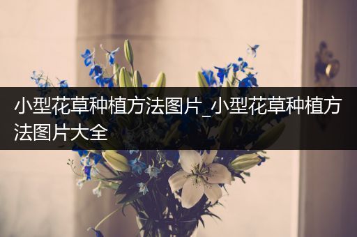 小型花草种植方法图片_小型花草种植方法图片大全