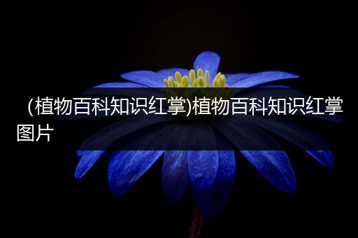 （植物百科知识红掌)植物百科知识红掌图片