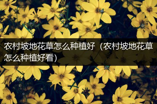 农村坡地花草怎么种植好（农村坡地花草怎么种植好看）