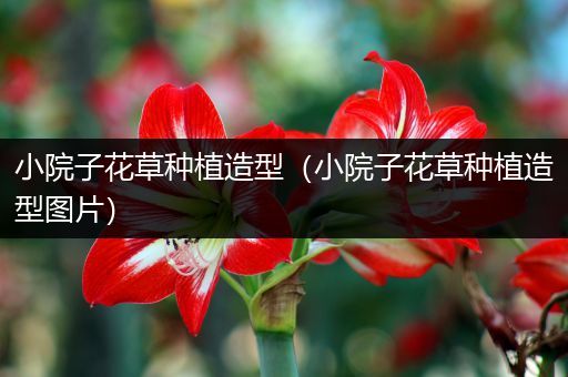 小院子花草种植造型（小院子花草种植造型图片）