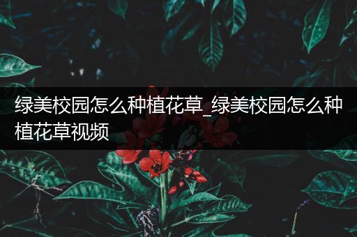 绿美校园怎么种植花草_绿美校园怎么种植花草视频