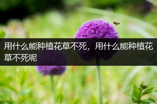 用什么能种植花草不死，用什么能种植花草不死呢