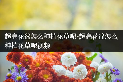 超高花盆怎么种植花草呢-超高花盆怎么种植花草呢视频