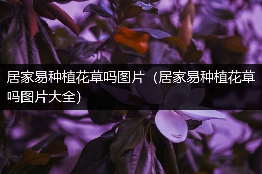 居家易种植花草吗图片（居家易种植花草吗图片大全）