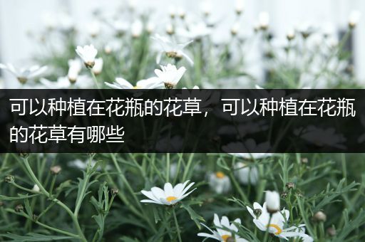 可以种植在花瓶的花草，可以种植在花瓶的花草有哪些