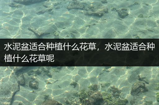 水泥盆适合种植什么花草，水泥盆适合种植什么花草呢