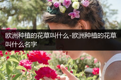 欧洲种植的花草叫什么-欧洲种植的花草叫什么名字