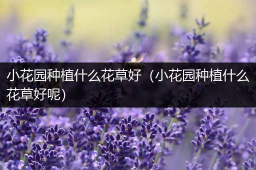 小花园种植什么花草好（小花园种植什么花草好呢）