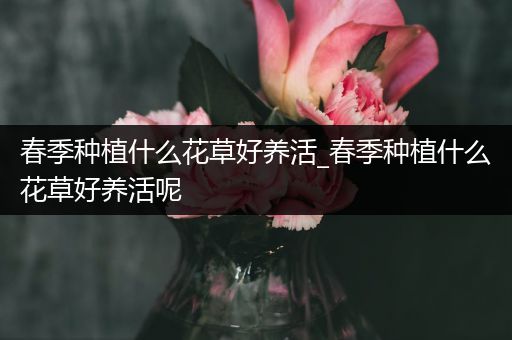 春季种植什么花草好养活_春季种植什么花草好养活呢