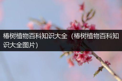 椿树植物百科知识大全（椿树植物百科知识大全图片）