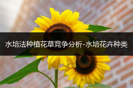 水培法种植花草竞争分析-水培花卉种类