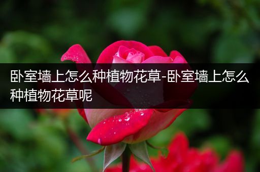 卧室墙上怎么种植物花草-卧室墙上怎么种植物花草呢