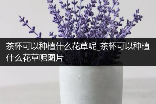 茶杯可以种植什么花草呢_茶杯可以种植什么花草呢图片