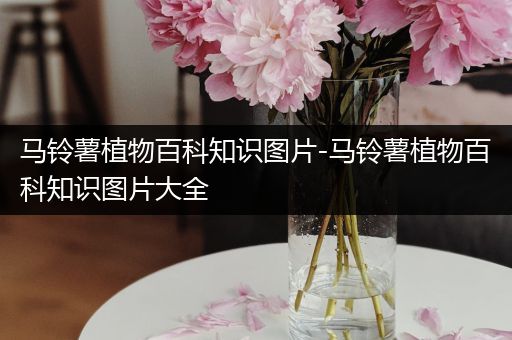 马铃薯植物百科知识图片-马铃薯植物百科知识图片大全
