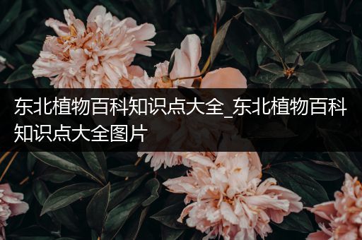 东北植物百科知识点大全_东北植物百科知识点大全图片