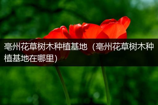 亳州花草树木种植基地（亳州花草树木种植基地在哪里）