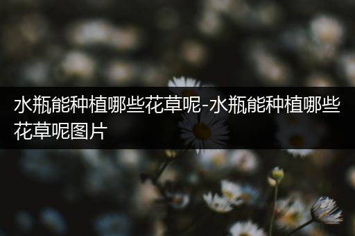 水瓶能种植哪些花草呢-水瓶能种植哪些花草呢图片