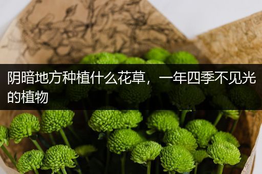 阴暗地方种植什么花草，一年四季不见光的植物