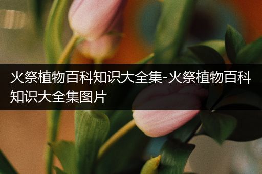 火祭植物百科知识大全集-火祭植物百科知识大全集图片