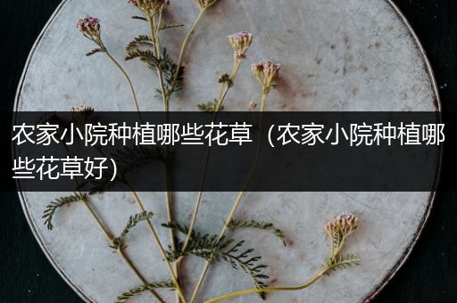 农家小院种植哪些花草（农家小院种植哪些花草好）