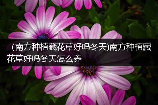 （南方种植藏花草好吗冬天)南方种植藏花草好吗冬天怎么养