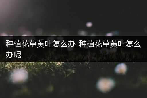 种植花草黄叶怎么办_种植花草黄叶怎么办呢