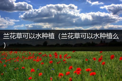 兰花草可以水种植（兰花草可以水种植么）