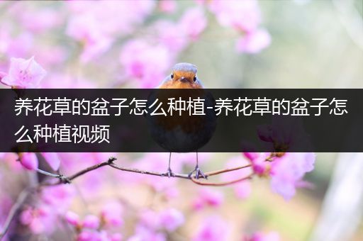 养花草的盆子怎么种植-养花草的盆子怎么种植视频