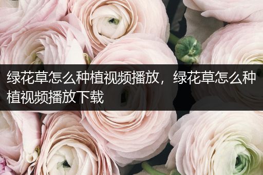 绿花草怎么种植视频播放，绿花草怎么种植视频播放下载