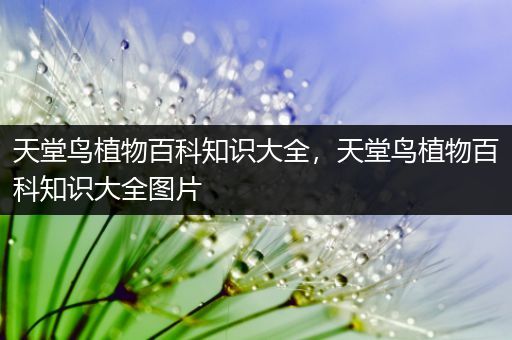 天堂鸟植物百科知识大全，天堂鸟植物百科知识大全图片