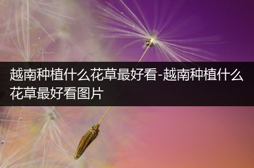 越南种植什么花草最好看-越南种植什么花草最好看图片