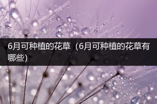 6月可种植的花草（6月可种植的花草有哪些）
