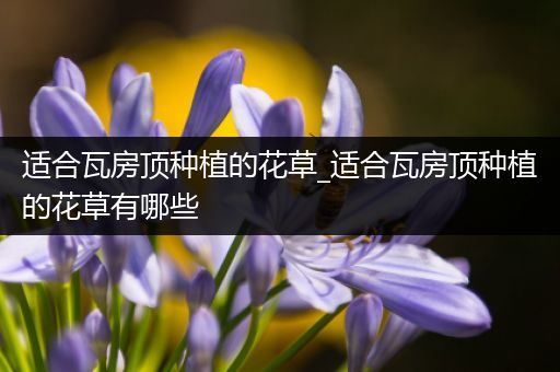 适合瓦房顶种植的花草_适合瓦房顶种植的花草有哪些
