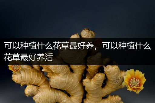 可以种植什么花草最好养，可以种植什么花草最好养活