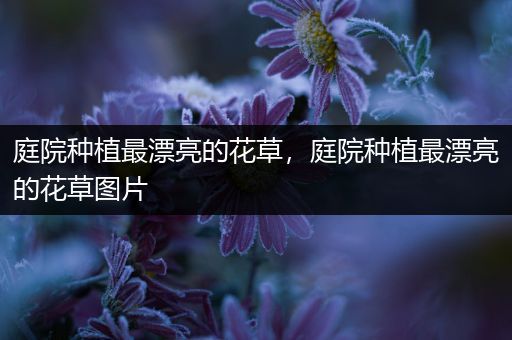 庭院种植最漂亮的花草，庭院种植最漂亮的花草图片