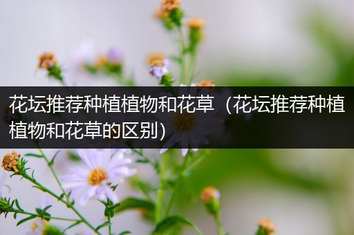 花坛推荐种植植物和花草（花坛推荐种植植物和花草的区别）