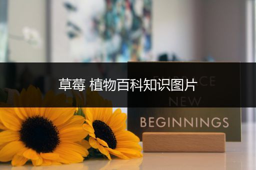 草莓 植物百科知识图片
