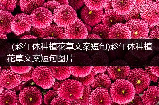 （趁午休种植花草文案短句)趁午休种植花草文案短句图片