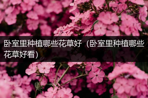 卧室里种植哪些花草好（卧室里种植哪些花草好看）