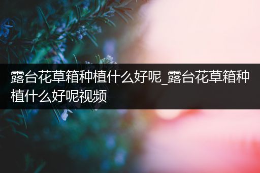 露台花草箱种植什么好呢_露台花草箱种植什么好呢视频