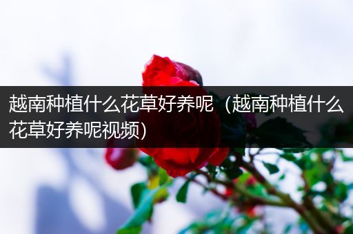 越南种植什么花草好养呢（越南种植什么花草好养呢视频）
