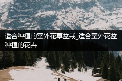 适合种植的室外花草盆栽_适合室外花盆种植的花卉