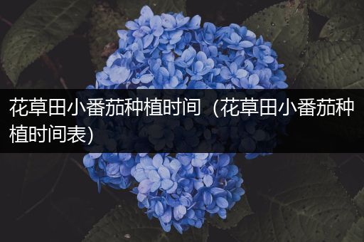 花草田小番茄种植时间（花草田小番茄种植时间表）
