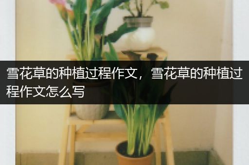 雪花草的种植过程作文，雪花草的种植过程作文怎么写