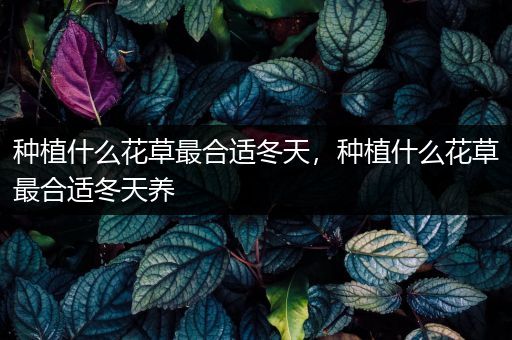 种植什么花草最合适冬天，种植什么花草最合适冬天养