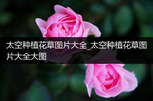 太空种植花草图片大全_太空种植花草图片大全大图