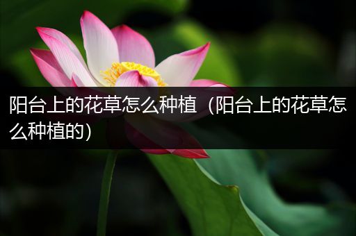 阳台上的花草怎么种植（阳台上的花草怎么种植的）